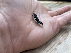 Staphylinini