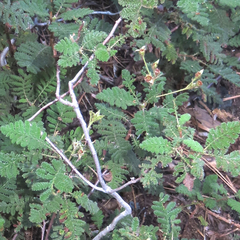 Chamaebatia foliolosa