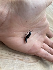 Staphylinini