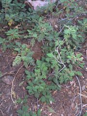 Chamaebatia foliolosa