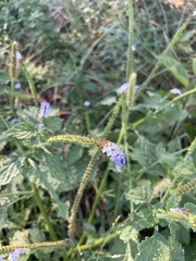 Heliotropium indicum