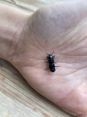 Staphylinini