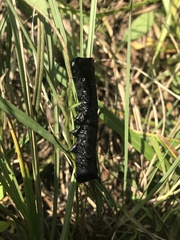 Spodoptera latifascia