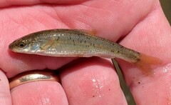 Campostoma oligolepis