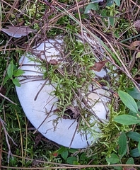 Amanita virosa