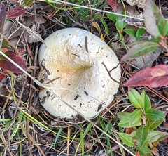 Amanita virosa