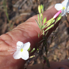 Gayophytum diffusum