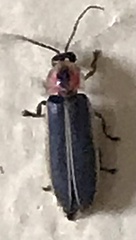 Photinus