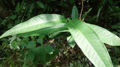 Syzygium samarangense