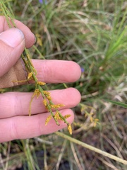 Leptomeria scrobiculata
