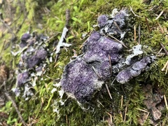 Nectriopsis violacea