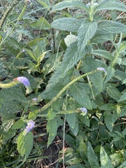 Heliotropium indicum