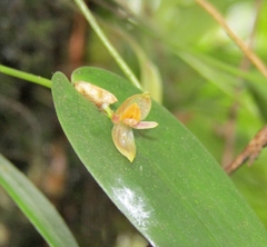 Pleurothallis pansamalae