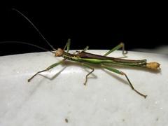 Damasippus