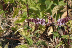 Mentha spicata