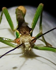 Damasippus