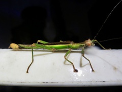 Damasippus