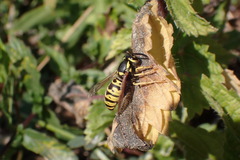 Vespula atropilosa
