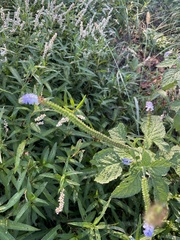 Heliotropium indicum