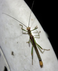 Damasippus