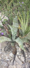 Agave marmorata