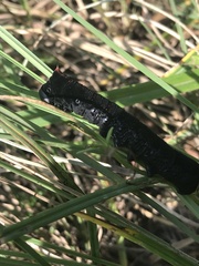 Spodoptera latifascia