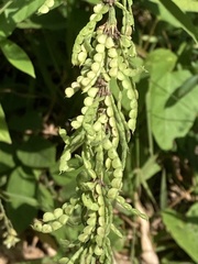 Pleurolobus gangeticus