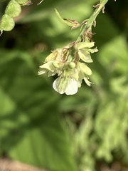 Pleurolobus gangeticus
