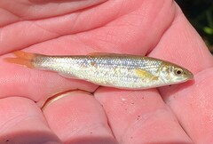 Campostoma oligolepis