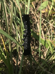 Spodoptera latifascia