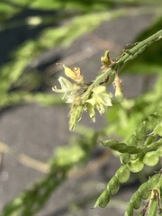 Pleurolobus gangeticus