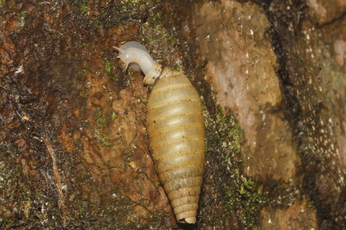Coelocentrum telescopium