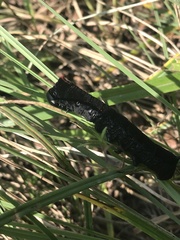 Spodoptera latifascia