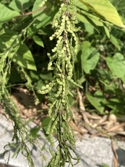 Pleurolobus gangeticus
