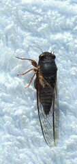 Birrima castanea