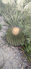 Echinocactus platyacanthus