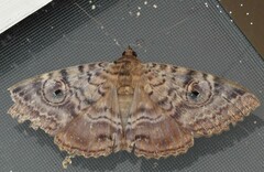 Speiredonia spectans