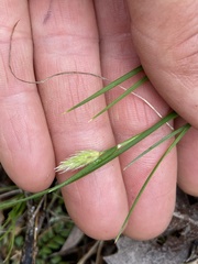 Amphipogon