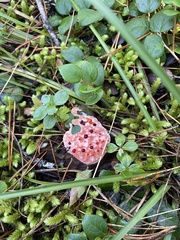Hydnellum peckii