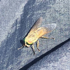 Tabanus nigrovittatus