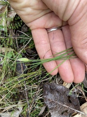 Amphipogon