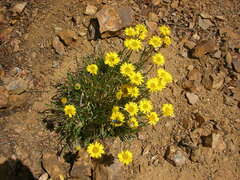 Erigeron linearis