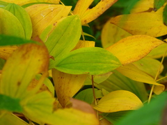 Uvularia grandiflora