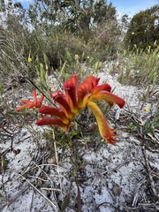 Anigozanthos humilis