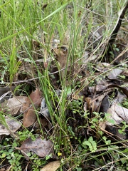 Amphipogon