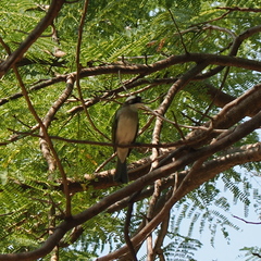 Pycnonotus sinensis formosae