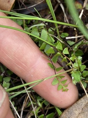 Amphipogon