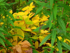 Uvularia grandiflora