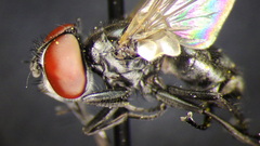 Phasia aeneoventris