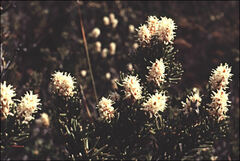 Orites revolutus